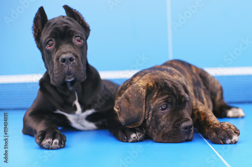 Black And Brindle Cane Corso Puppies Lying On A Blue Ping