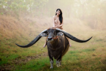 Beautiful Asian Girl Riding Long Horn Buffalo