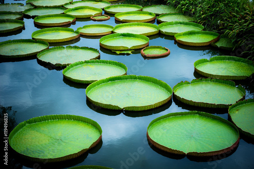 Foto Huge floating lotus, Giant Amazon water lily, Victoria amazonia