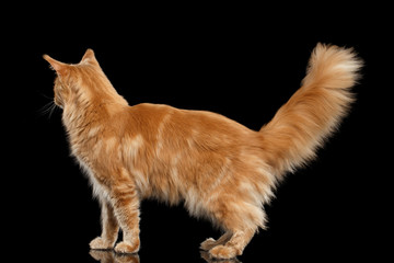 Wall Mural - Tabby Ginger Maine Coon Cat Standing with Furry Tail Isolated on Black Background, Profile view