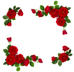 Wall Mural - frame of red roses (shrub rose) on a white background with space for text