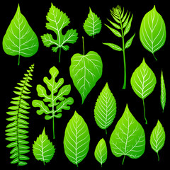 Poster - Green leaves set on black background vector