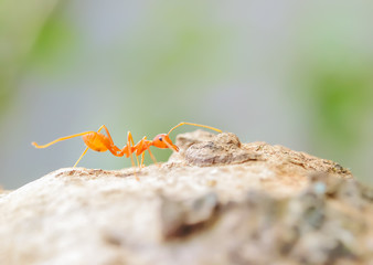 Wall Mural - red ant