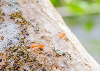 Wall Mural - red ant