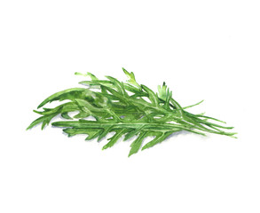 Hand drawn watercolor illustration of the food: arugula leaves, isolated on the white background