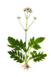 Blooming Valerian (Valeriana officinalis) on a white background.