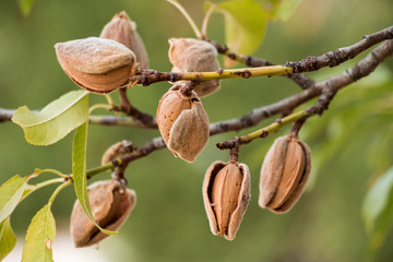 ripe almonds on the tree branches.