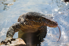 Huge Monitor Lizard In The Water - Hikkaduwa, Sri Lanka