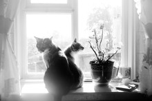 Cats And Flowers On Windowsill. Double Portrait Of Beautiful Cat And Her Kitten. Beautiful Morning Light. Pets Living In Village. Black And White Photo