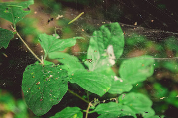 Spider on the net in forest