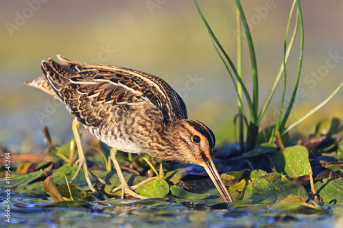Fotomural snipe gets food from under the mud