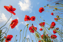 Red Poppies Turning To The Sky