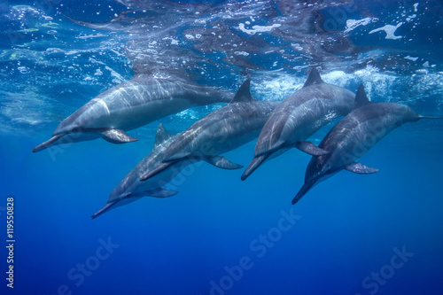 Naklejki delfiny  diving-pod