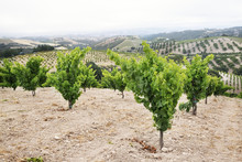 Scenic View Of Vineyards