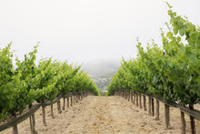 Rows Of Grape Plants At Vineyard Against Sky