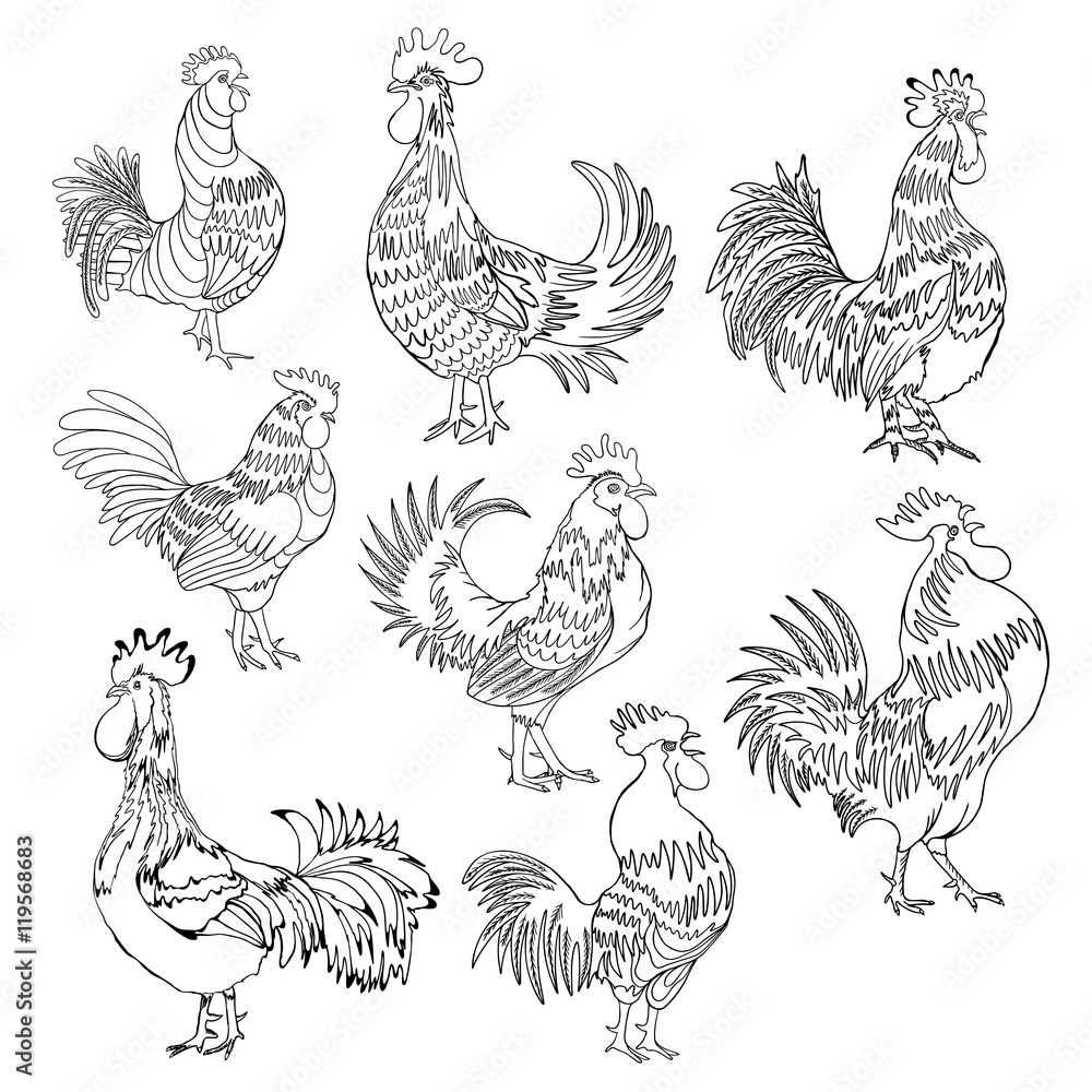 Rooster Direction Set of roosters in different directions and poses. Hand drawn cocks ...