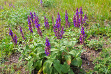 Purple Wild Salvia Flowers
