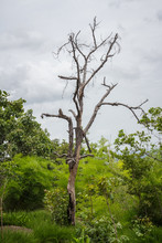 Dry Tree In The Rain Forest