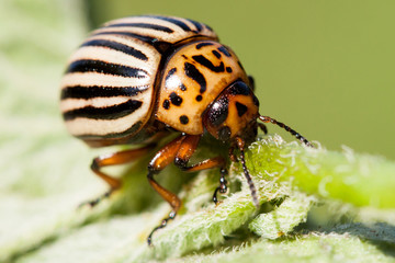 Colorado beetle on potato leaf.