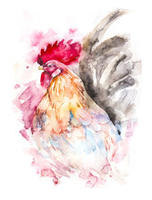 Hand Drawn Illustration Watercolor Rooster