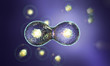 Cell division through mitosis - 3d  scientific illustration