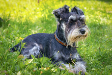 Black And Silver Miniature Schnauzer Lying On The Grass