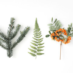 Wall Mural - branches of pine needles, ferns and mountain ash. flat lay, top view autumn wallpaper