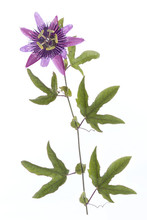 Fresh Passiflora Flower
