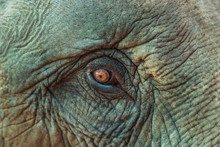 Close Up Asia Elephant Eye 