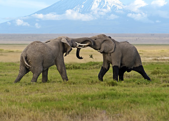 Wall Mural - Amboseli National Park