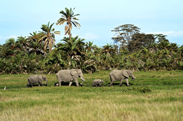 Wall Mural - Elephants in the savannah