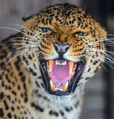 Wall Mural - Portrait of the Amur Leopard