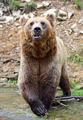 Wall Mural - brown bear in the woods