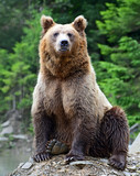 Fototapeta Tęcza - Brown Bear in the woods
