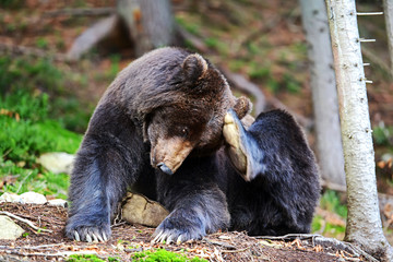 Wall Mural - brown bear in the woods