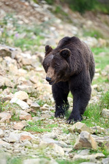 Wall Mural - brown bear in the woods