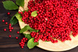 Chinese schizandra - red ripe berries