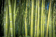 Tiges de Bambous dans la Bambouseraie d'Anduze