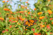 Monarch Butterfly On Orange Lantana Flowers, Drinking Nectar, Flowers And Blue Sky In Background. It May Be The Most Familiar North American Butterfly, And Is Considered An Iconic Pollinator Species