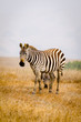 A zebra's head is framed between the legs of another zebra on a hazy morning in California.