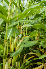 Wall Mural - Sweet corn growing in the farm field