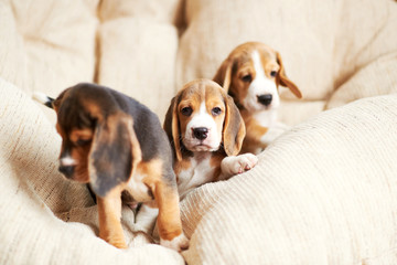 Wall Mural - Beagle puppy at home