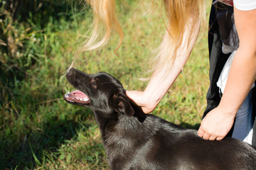 female hands stroking dog