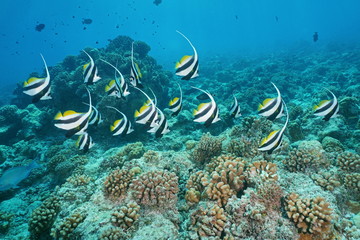 Wall Mural - Tropical fish pennant coralfish, Heniochus acuminatus, underwater on the outer coral reef, atoll of Tikehau, south Pacific ocean, Tuamotu, French Polynesia