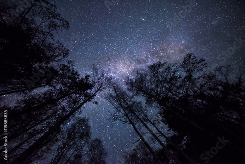 Zdjęcie XXL Nocne, gwiaździste niebo, Droga Mleczna i ciemne korony drzew zmierzających ku górze, w niebo. niebo Nocny krajobraz