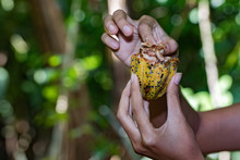 Hands Holding Fresh Cacao Fruit Detail