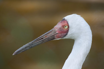 Poster - Siberian crane (Grus leucogeranus)