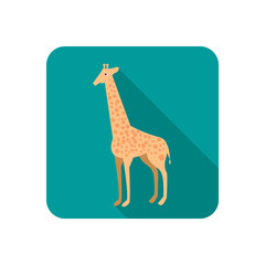  Giraffe color flat icon