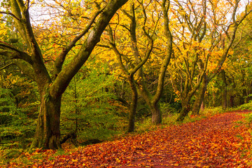 Wall Mural - Autumn landscape with trees and paddles