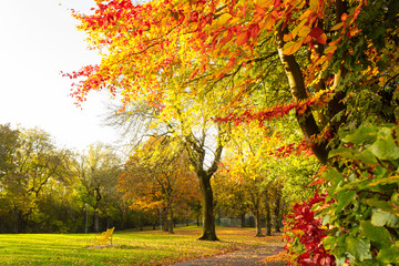 Sticker - Autumn landscape with trees